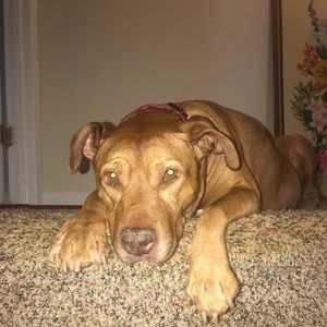 Meet your Posher, Travis